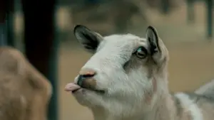goat milk