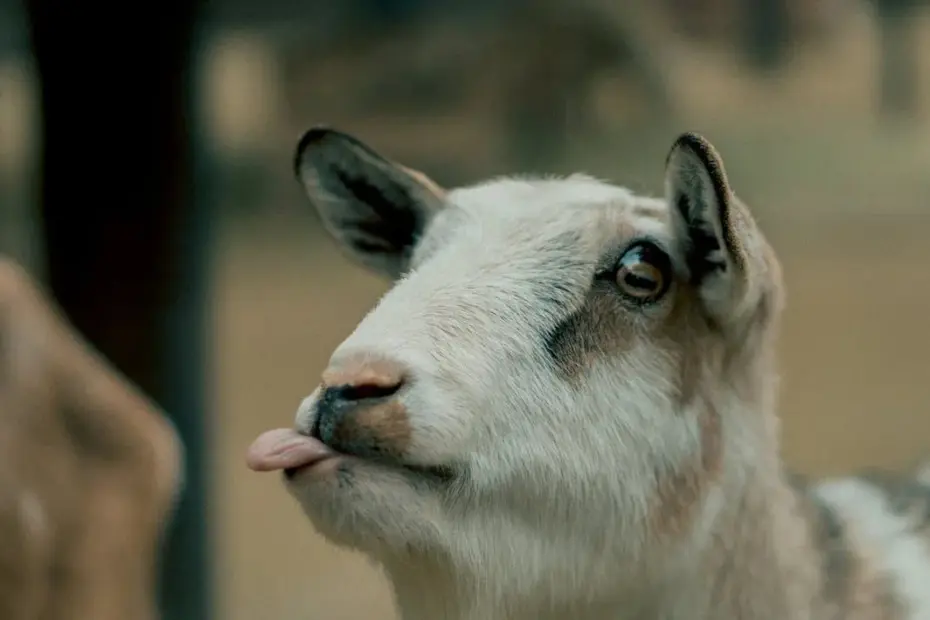 goat milk