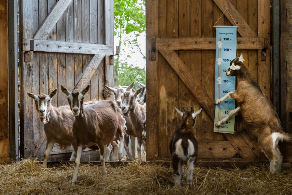 kabrita brand history, started in NL, one of the best European formulas